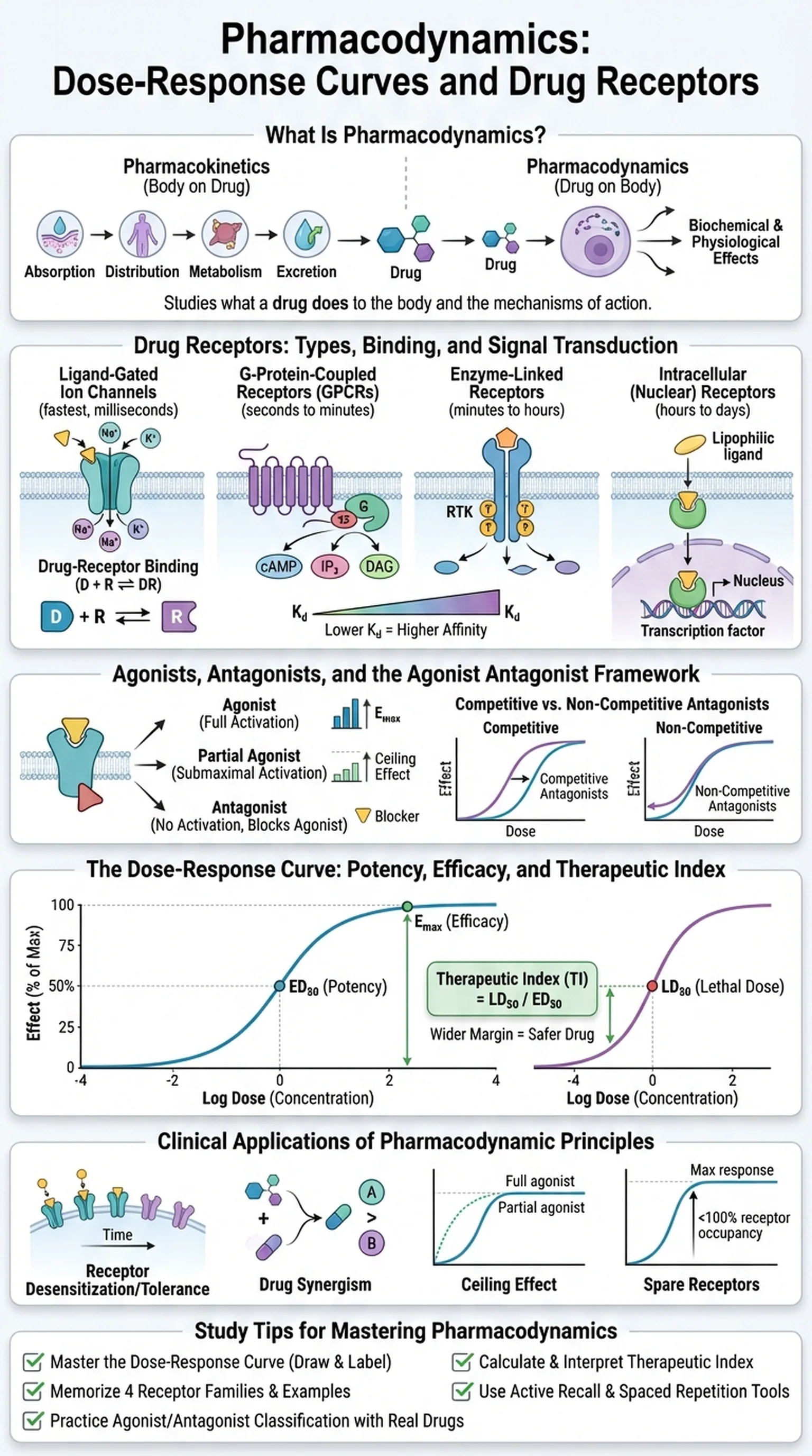 Pharmacodynamics infographic showing dose-response curves for agonists, antagonists, and partial agonists with labeled ED50 and LD50